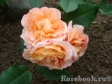 Augusta Luise Augusta Luise
