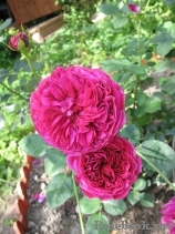 Falstaff® Falstaff®