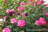 Rose Gaujard Rose Gaujard