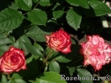 Spanish Dancer Spanish Dancer