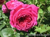 Falstaff® Falstaff®