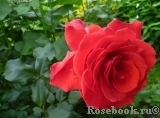 Red Success Red Success