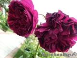 Falstaff® Falstaff®