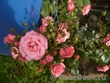 Bella Rosa Bella Rosa