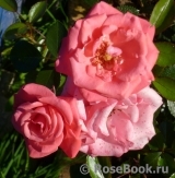 Bella Rosa Bella Rosa