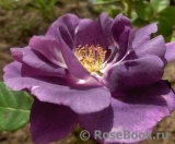 Rhapsody in Blue Rhapsody in Blue