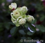 Lovely Green ® Lovely Green ®