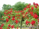 Scarlet Meillandecor Scarlet Meillandecor