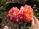 Pink Abundance Pink Abundance