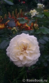 Marie Antoinette Marie Antoinette