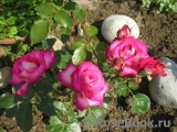 Rose Gaujard Rose Gaujard