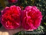 Rosarium Uetersen Rosarium Uetersen