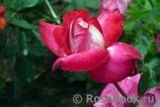 Rose Gaujard Rose Gaujard