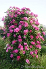 Zephirine Drouhin Zephirine Drouhin