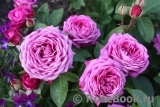 Heidi Klum Rose Heidi Klum Rose