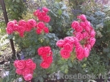 Cherry Girl ® Cherry Girl ®