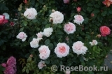 Garden of Roses Garden of Roses
