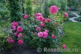 Rosarium Uetersen Rosarium Uetersen