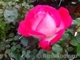 Rose Gaujard Rose Gaujard