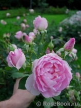 Morden Blush Morden Blush