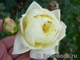 Yellow Romantica