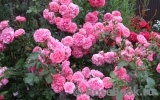 Rosarium Uetersen Rosarium Uetersen