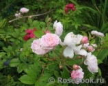 Annelies Annelies