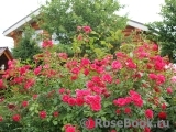 Elmshorn Elmshorn