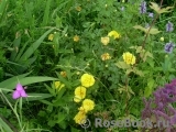 Persian Yellow Persian Yellow