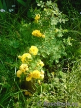 Persian Yellow Persian Yellow