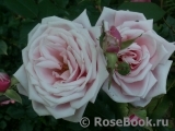Blossomtime Blossomtime