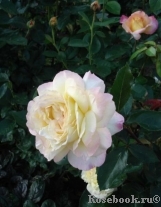 Mitsouko Mitsouko