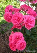 Rosarium Uetersen Rosarium Uetersen