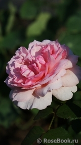 The Wedgwood Rose The Wedgwood Rose