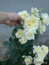 Elfe Elfe