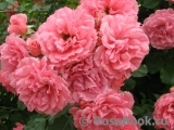 Rosarium Uetersen Rosarium Uetersen
