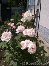 Claire Rose Claire Rose