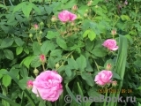 Ispahan Ispahan