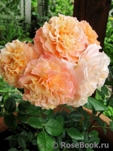Augusta Luise Augusta Luise