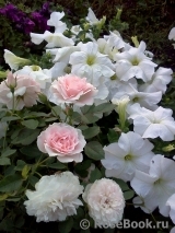 Morden Blush Morden Blush