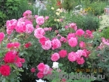 Rosarium Uetersen Rosarium Uetersen