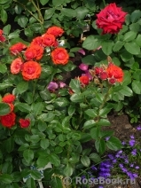 Baby Baccara ® Baby Baccara ®