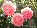 Jubilee Celebration® Jubilee Celebration®