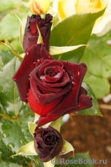 Schwarze Madonna Schwarze Madonna