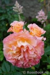 Augusta Luise Augusta Luise