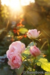 The Alnwick Rose