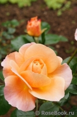 Sangerhauser Jubilaumsrose Sangerhauser Jubilaumsrose