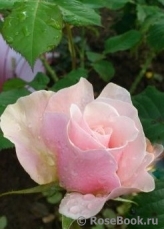 La Rose du Petit Prince La Rose du Petit Prince