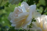 Marie Antoinette Marie Antoinette