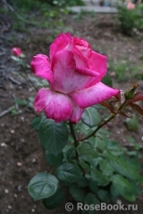 Rose Gaujard Rose Gaujard